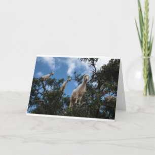 Goats and Goats and Goats (8) Card