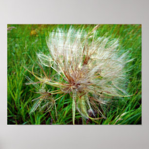 Goat's Beard Poster