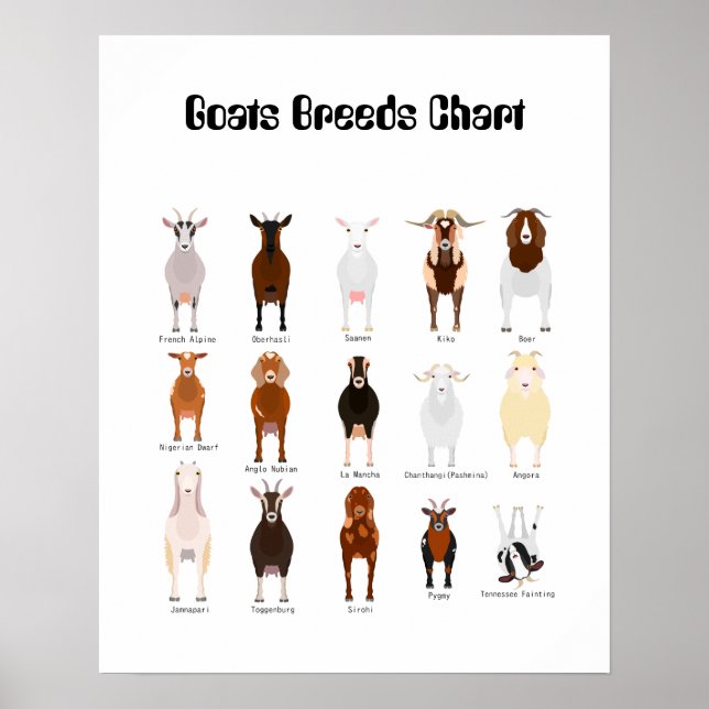 Goats Breeds poster (Front)