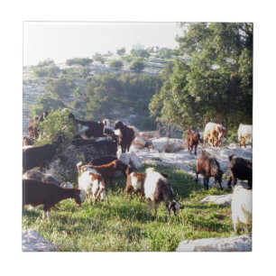 Goats Ceramic Tile