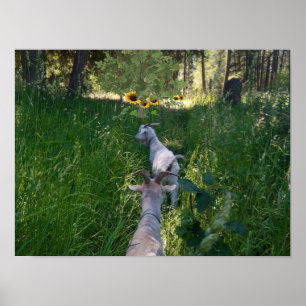 Goats in the pasture with plenty of grass poster