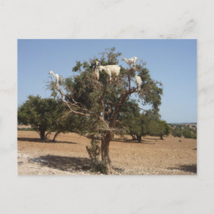 Goats on a tree Morocco Postcard
