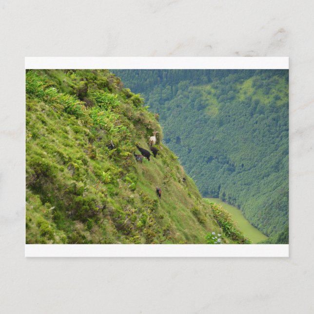 Goats on a very steep hillside postcard (Front)