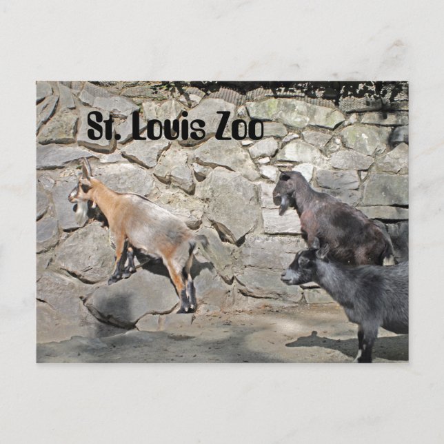 Goats on a Wall Postcard (Front)