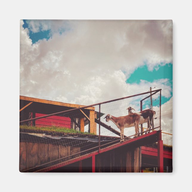 goats on the roof magnet (Front)