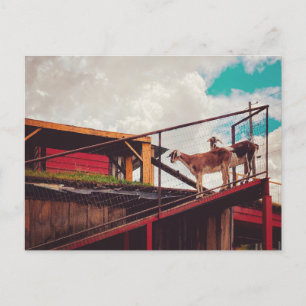 goats on the roof postcard