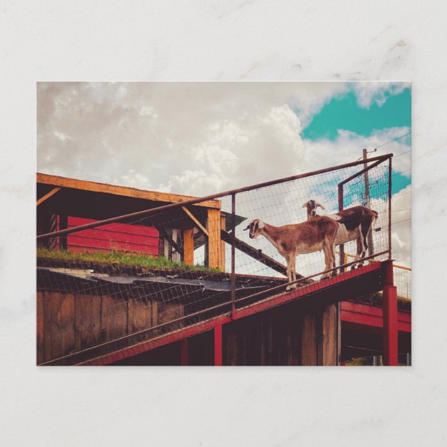 goats on the roof postcard (Front)