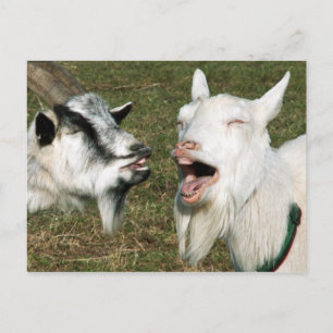 Goats postcard