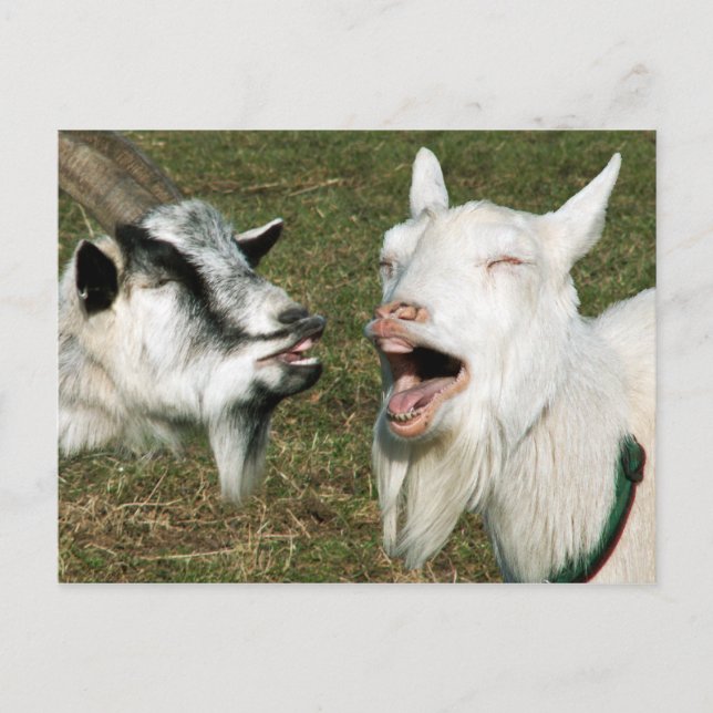 Goats postcard (Front)