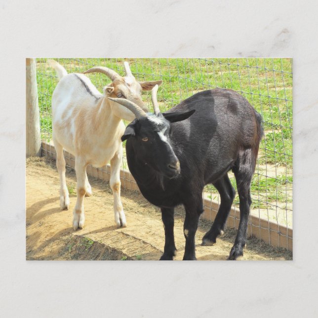 Goats Postcard (Front)