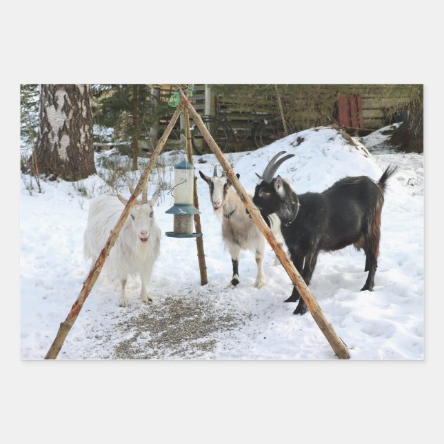 Goats Snow Feeder Photo Wrapping Paper Sheet (Front)