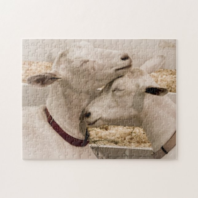 Goats Snuggling Jigsaw Puzzle (Horizontal)
