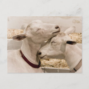 Goats Snuggling Postcard