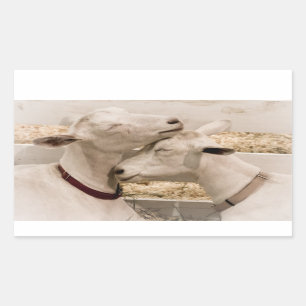 Goats Snuggling Rectangular Sticker