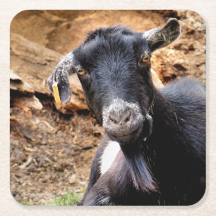 GOATS SQUARE PAPER COASTER