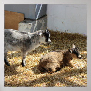 Goats Sunbathing Poster