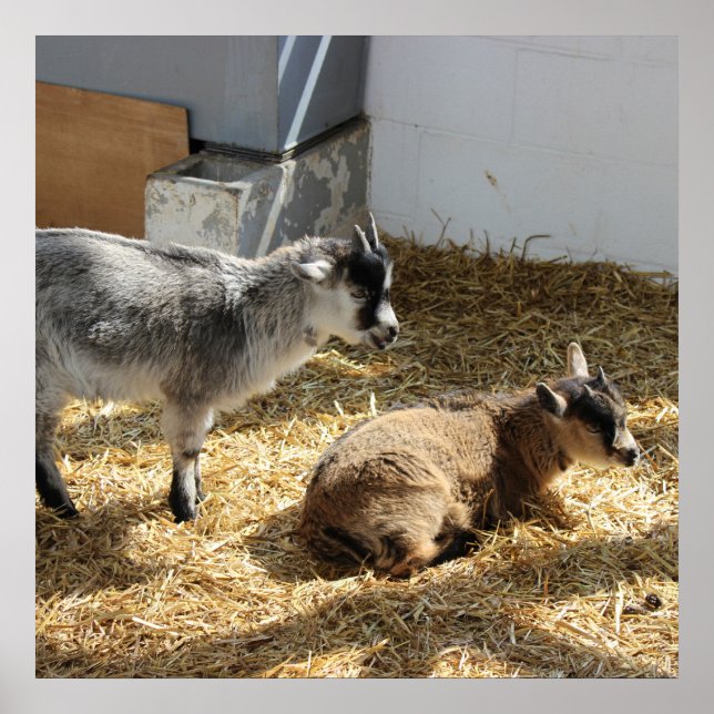 Goats Sunbathing Poster (Front)