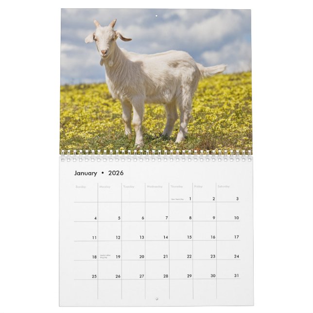 Goats Wall Calendar (Jan 2026)