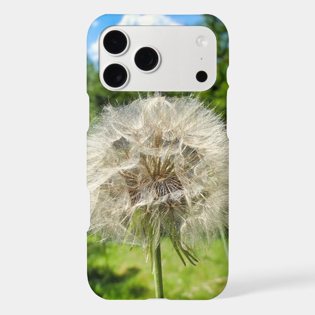 Goatsbeard Wildflower (Back)