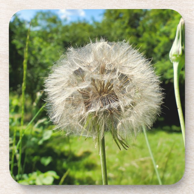 Goatsbeard Wildflower Coaster (Front)