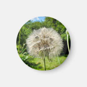 Goatsbeard Wildflower Magnet