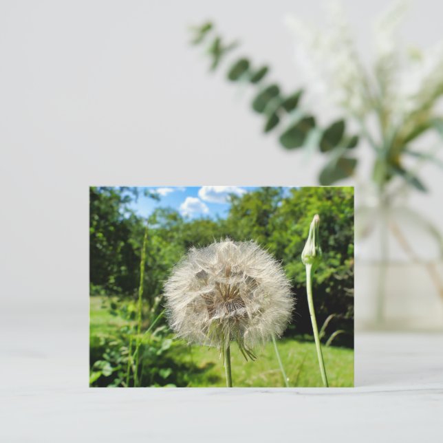 Goatsbeard Wildflower Postcard (Standing Front)
