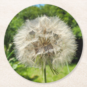 Goatsbeard Wildflower Round Paper Coaster