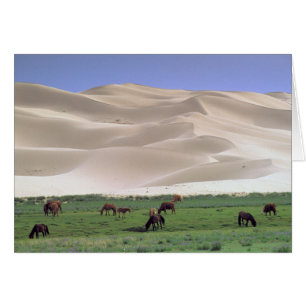 Gobi Desert Wild Horses