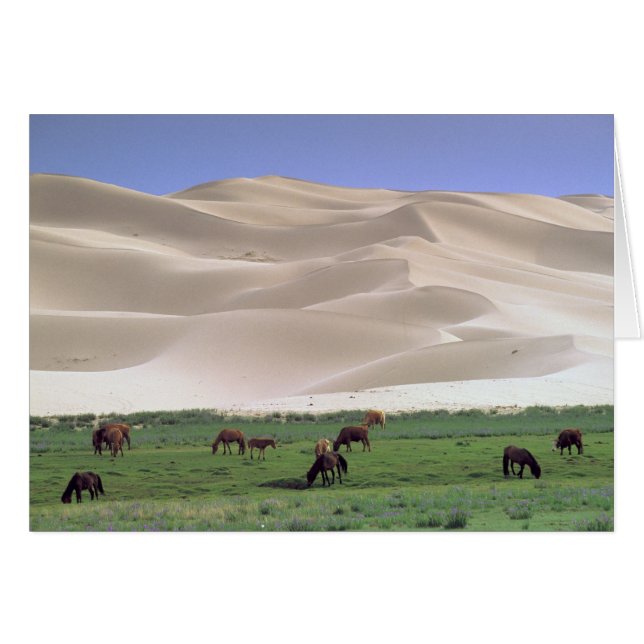 Gobi Desert | Wild Horses (Front Horizontal)