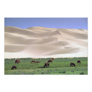 Gobi Desert Wild Horses Photo Print
