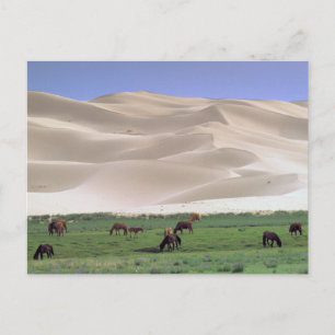 Gobi Desert Wild Horses Postcard