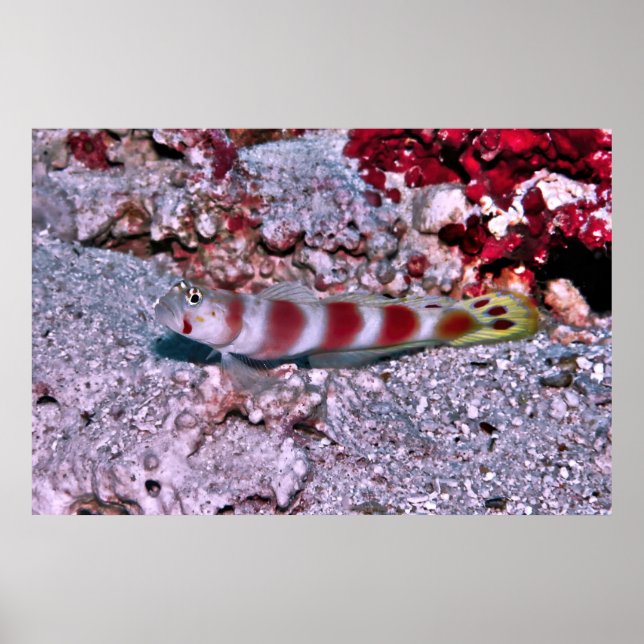 Goby Poster (Front)