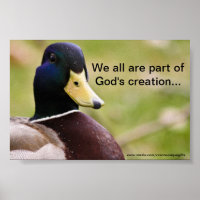 God's Creation Duck Poster