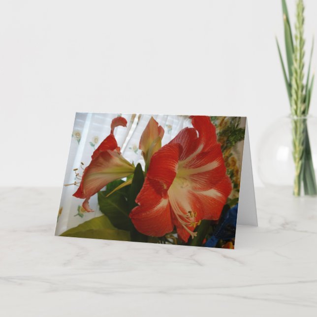God's Favour, Stargazer Amaryllis Card (Front)
