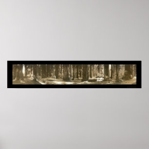 Gods Handiwork Redwood Photo 1912 Poster