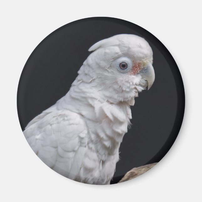 Goffin's Cockatoo Magnet (Front)