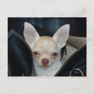 Going for a ride postcard