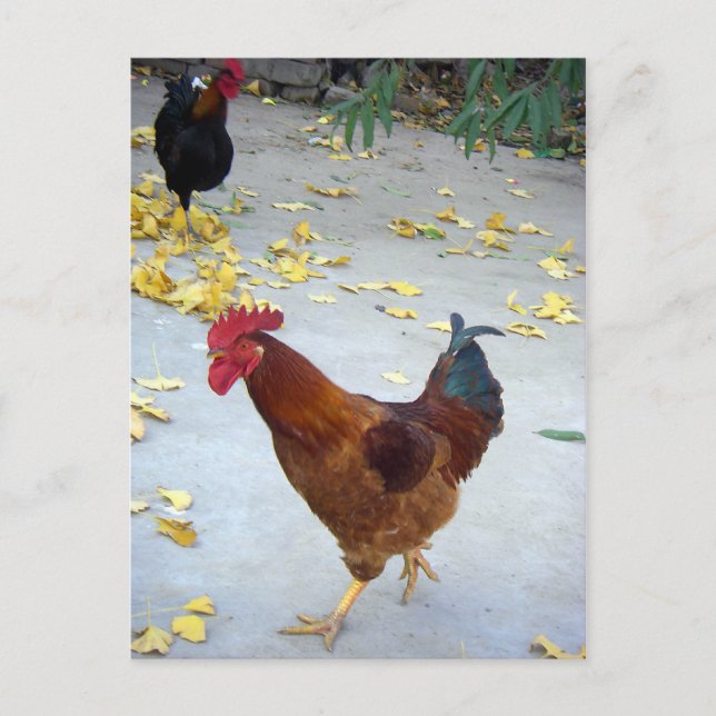 Going My Way Postcard (Front)