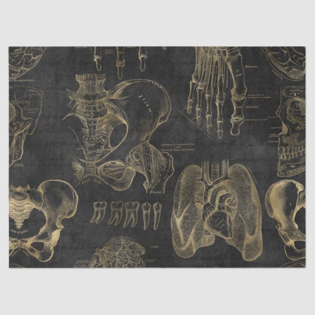 Gold Anatomy Drawings on Black Decoupage Tissue Paper (Front)