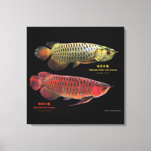 Gold and Red Asian Arowana Canvas Print