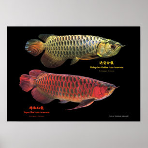 Gold and red Asian Arowana Poster