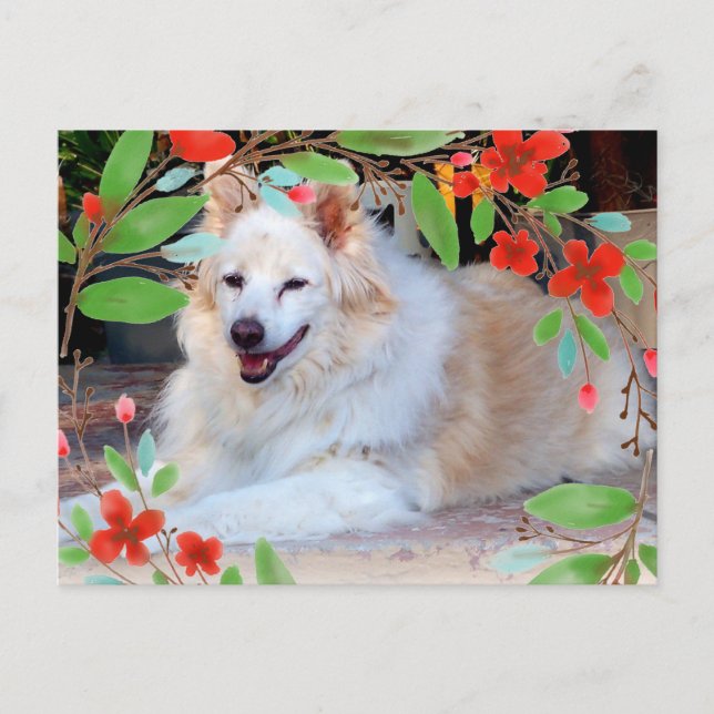 Gold and White Collie Mix Dog with Flowers Postcard (Front)