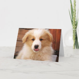 Gold Border Collie Pup~Notecard Card