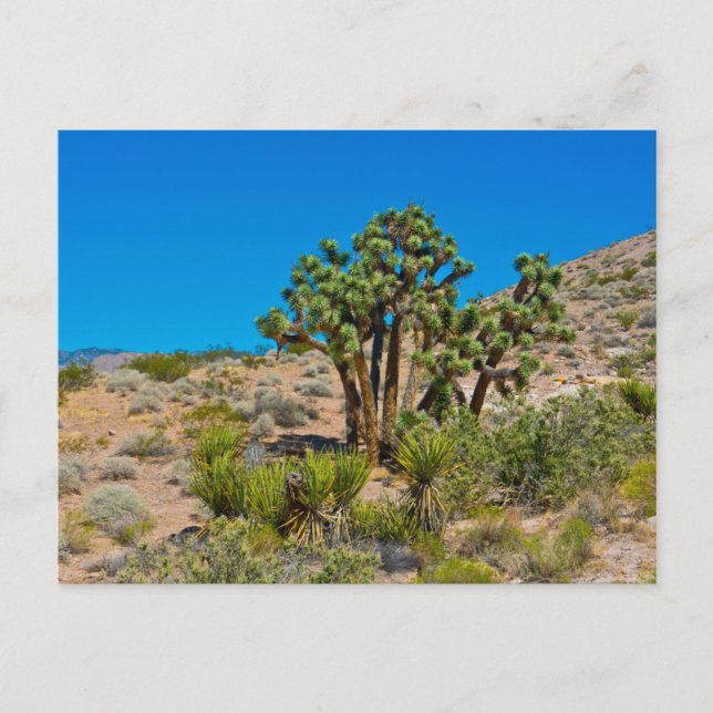 Gold Butte National Monument Postcard (Front)