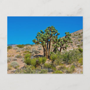 Gold Butte National Monument Postcard