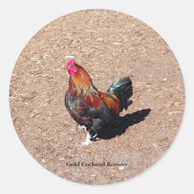 Gold Cockerel Rooster sticker (Front)
