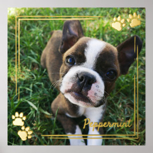 Gold Dog Paw Print Frame Dog Photo & Name