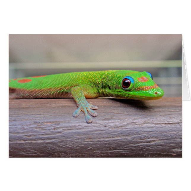 Gold Dust Day Gecko (Front Horizontal)