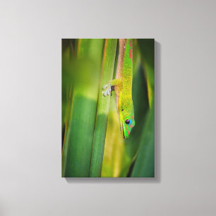 Gold Dust Day Gecko 2 Canvas Print