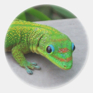 Gold Dust Day Gecko – Audition and Get Some Gecko Classic Round Sticker